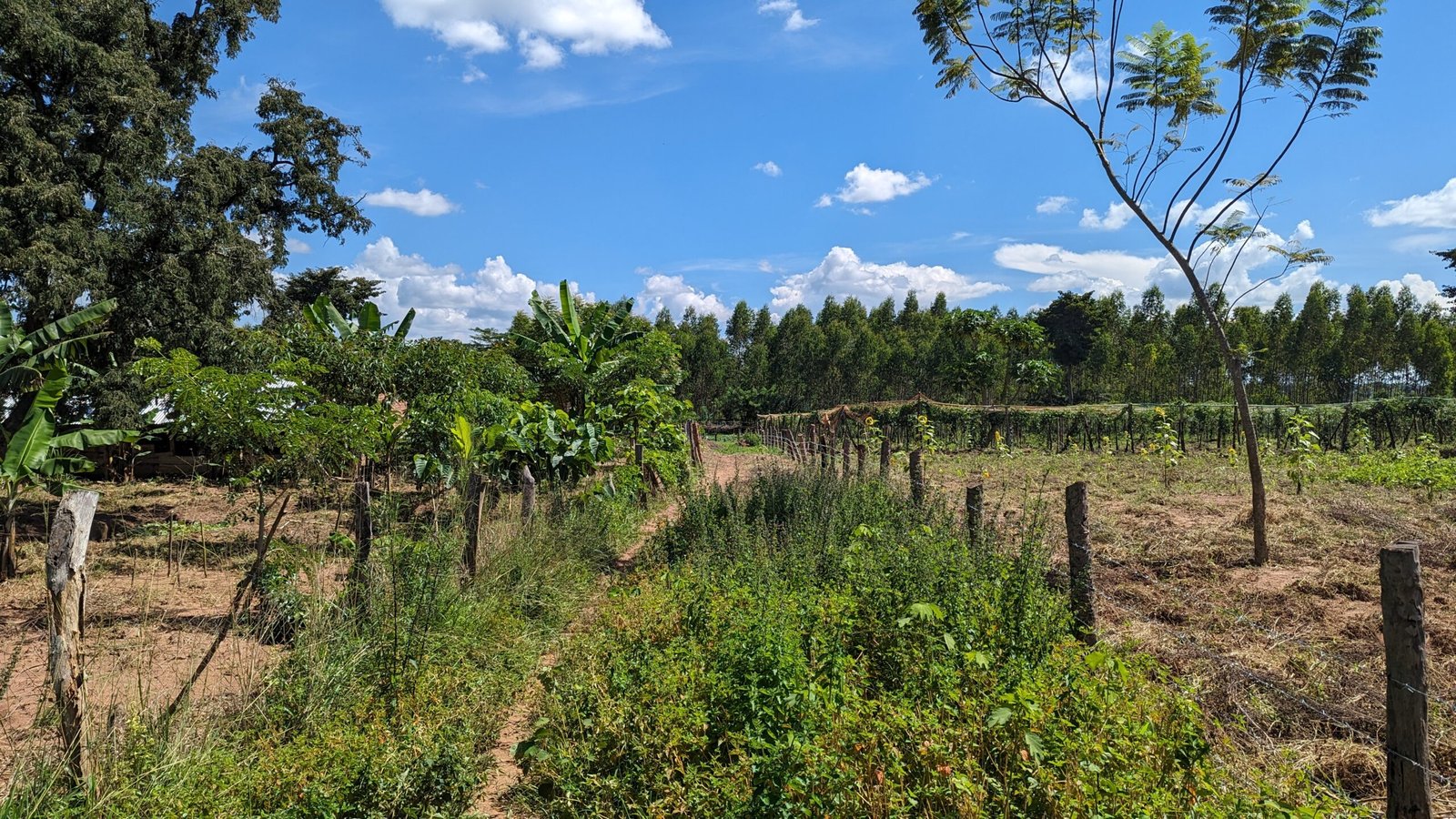 folino farm landscape and path to the tree farm