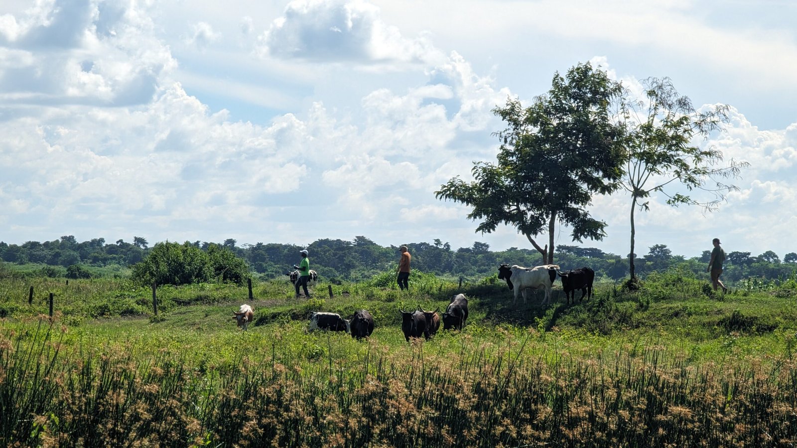 Folinos farm in Uganda animals trees grass