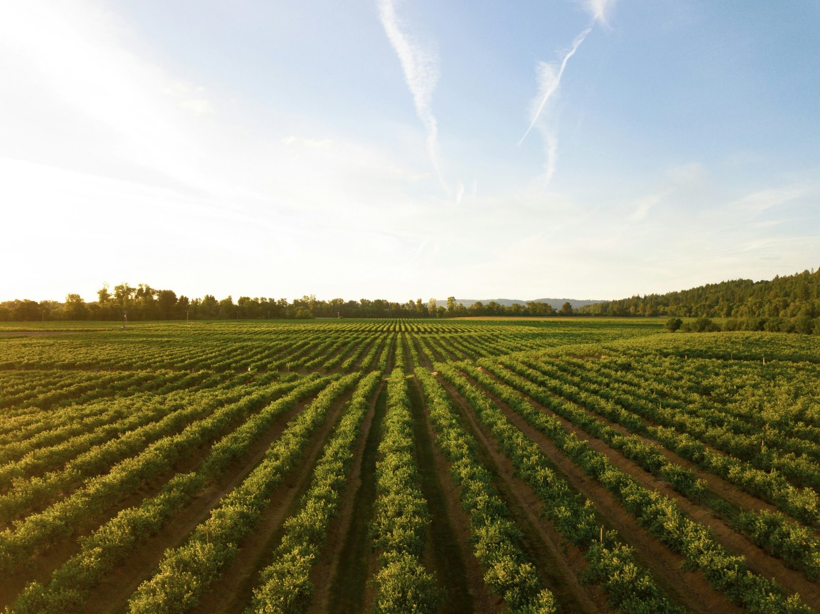 The Folino Farm: A Model for Sustainable Agroforestry Practices in Uganda